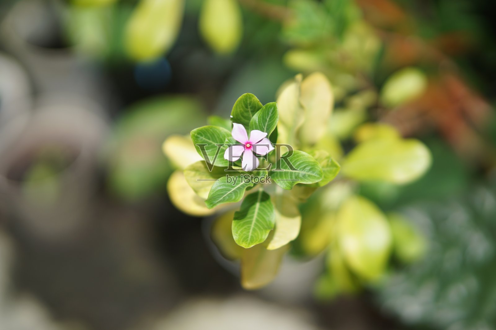 花照片摄影图片