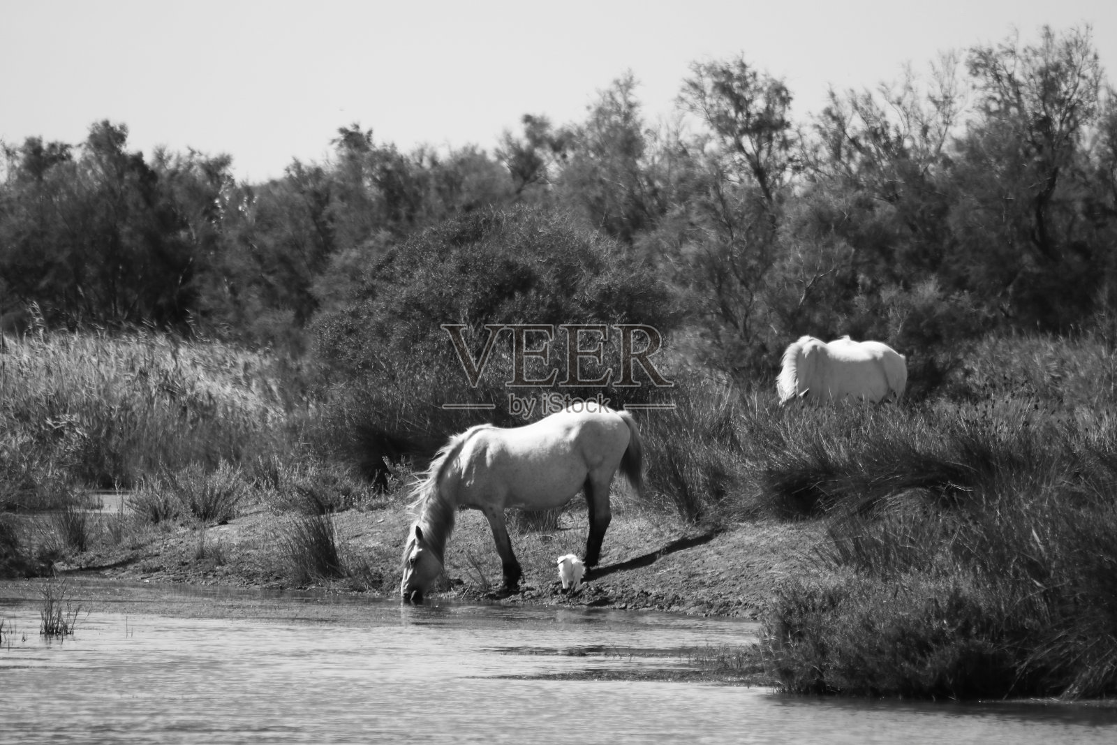 免费的马照片摄影图片