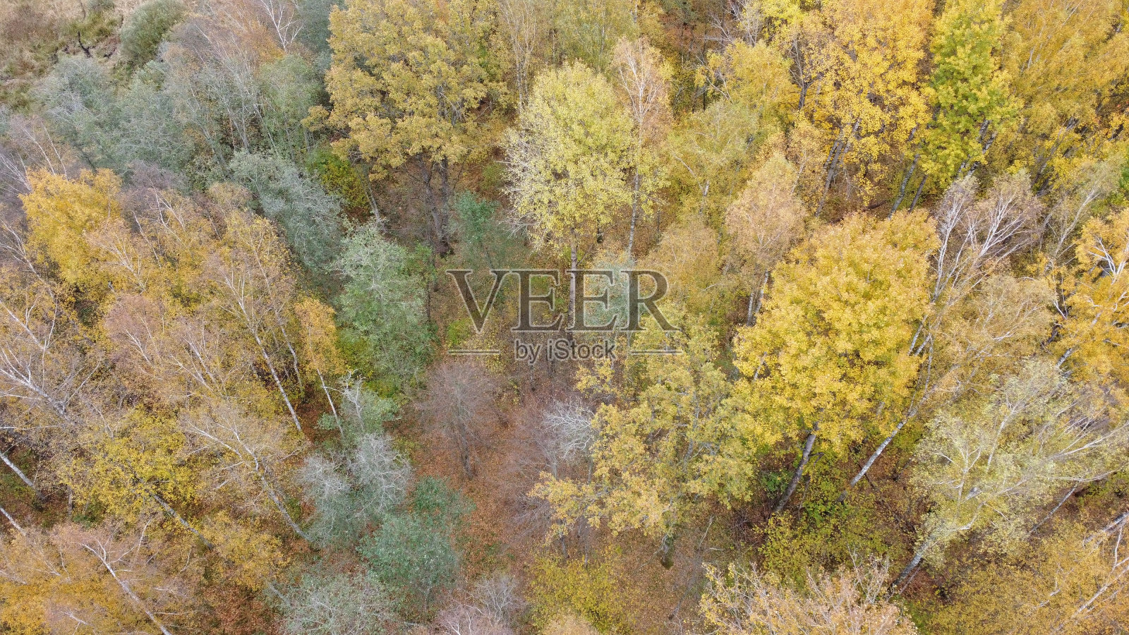 鸟瞰秋天的森林。照片摄影图片