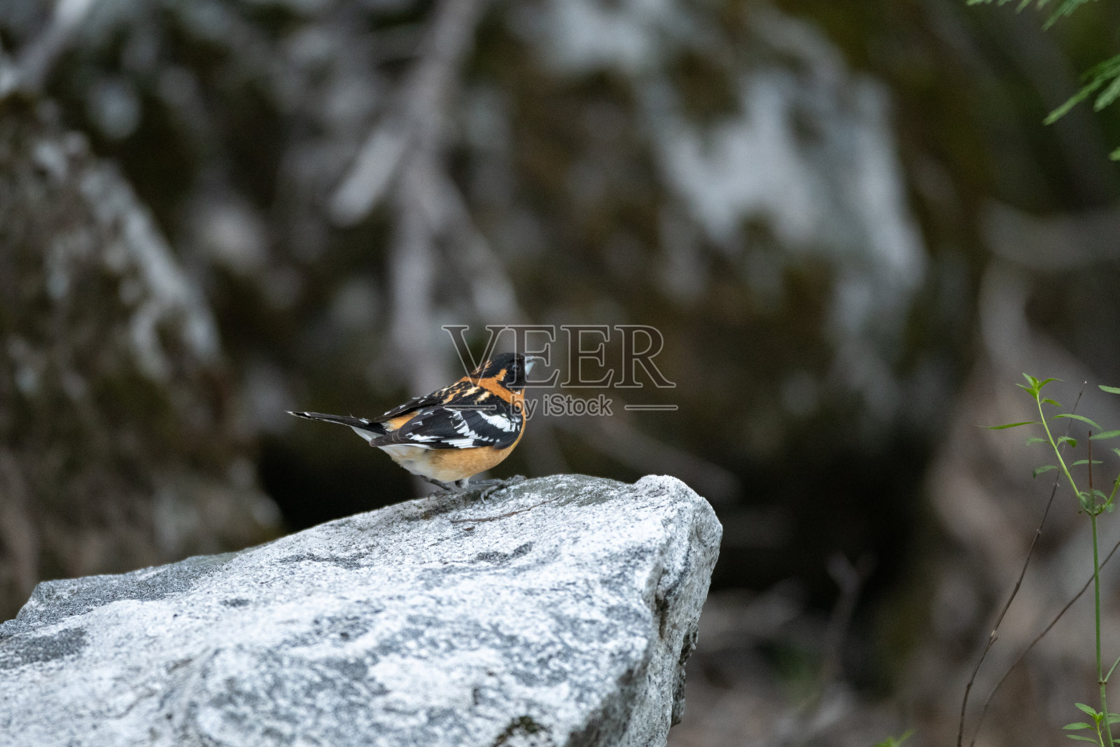 雄性黑头长喙鸟站在约塞米蒂的巨石上照片摄影图片