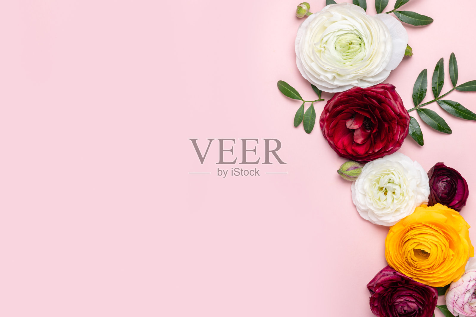 细嫩毛茛花的花卉布置照片摄影图片