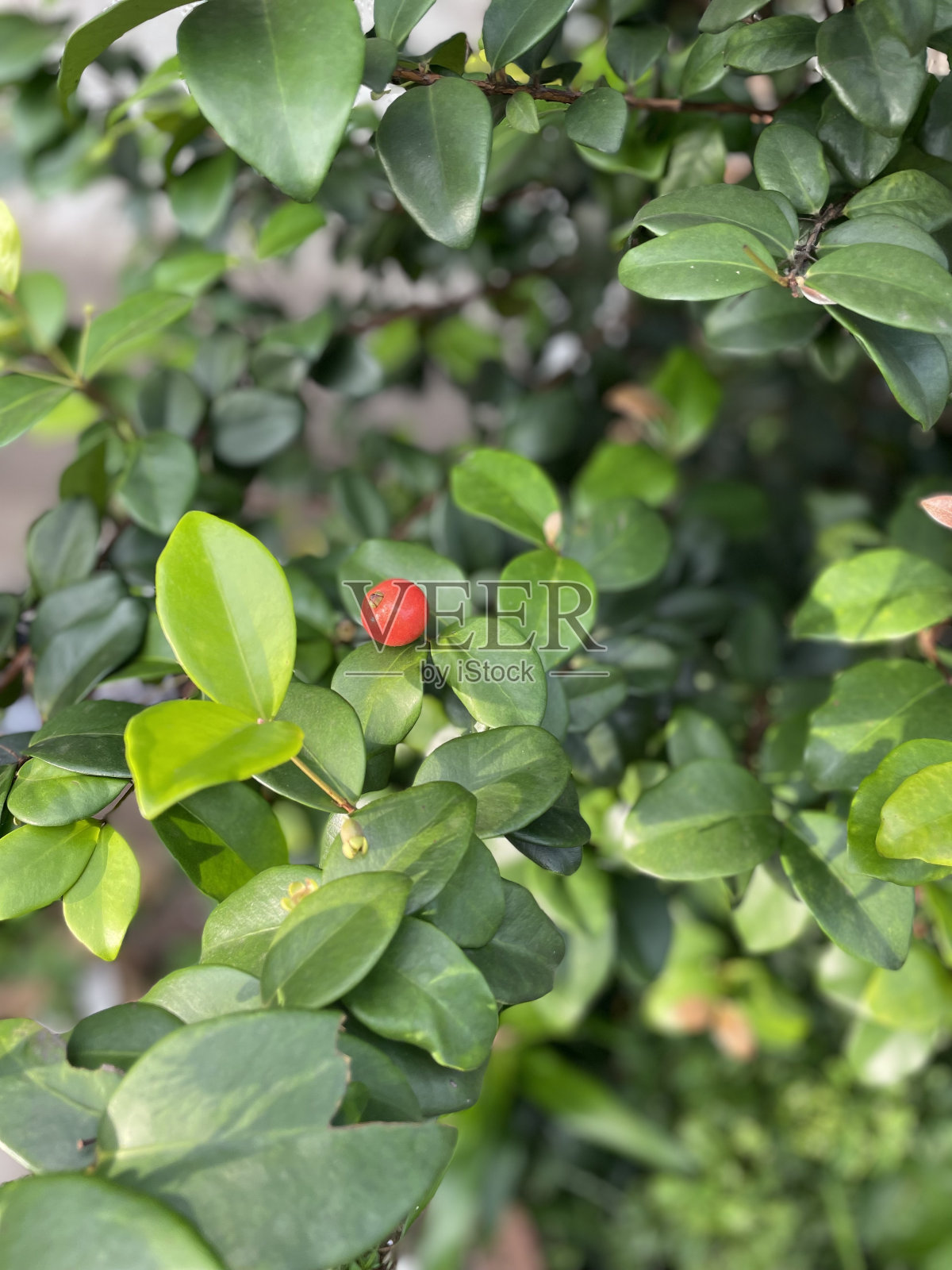 绿色植物照片摄影图片