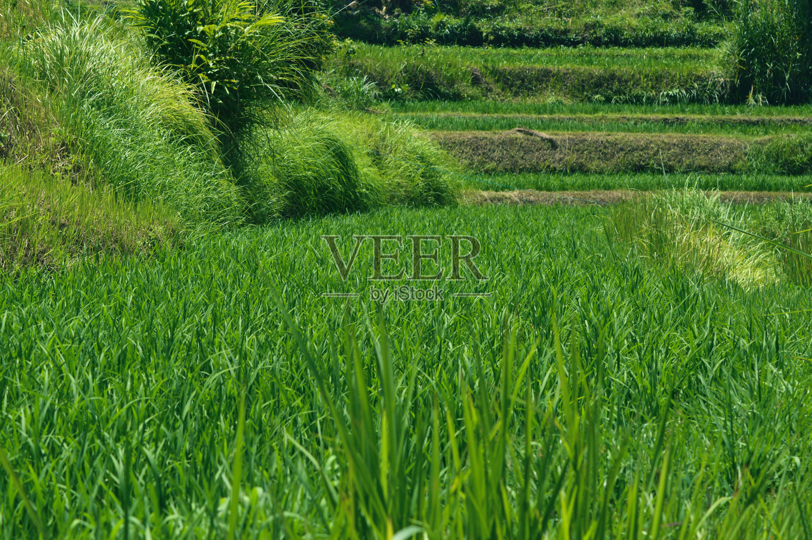 白天在村里的热带稻田的自然清新的绿色风景照片摄影图片