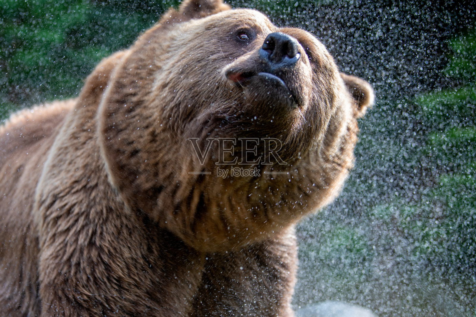 夏天森林里池塘里的野棕熊。动物在自然栖息地。野生动物的场景照片摄影图片