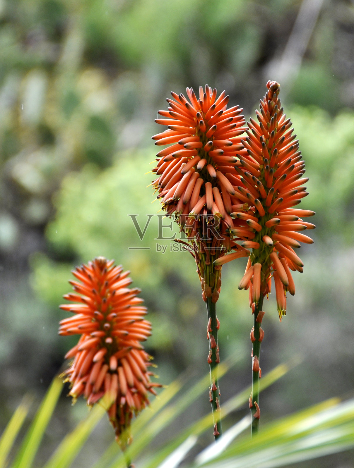 芦荟植物照片摄影图片