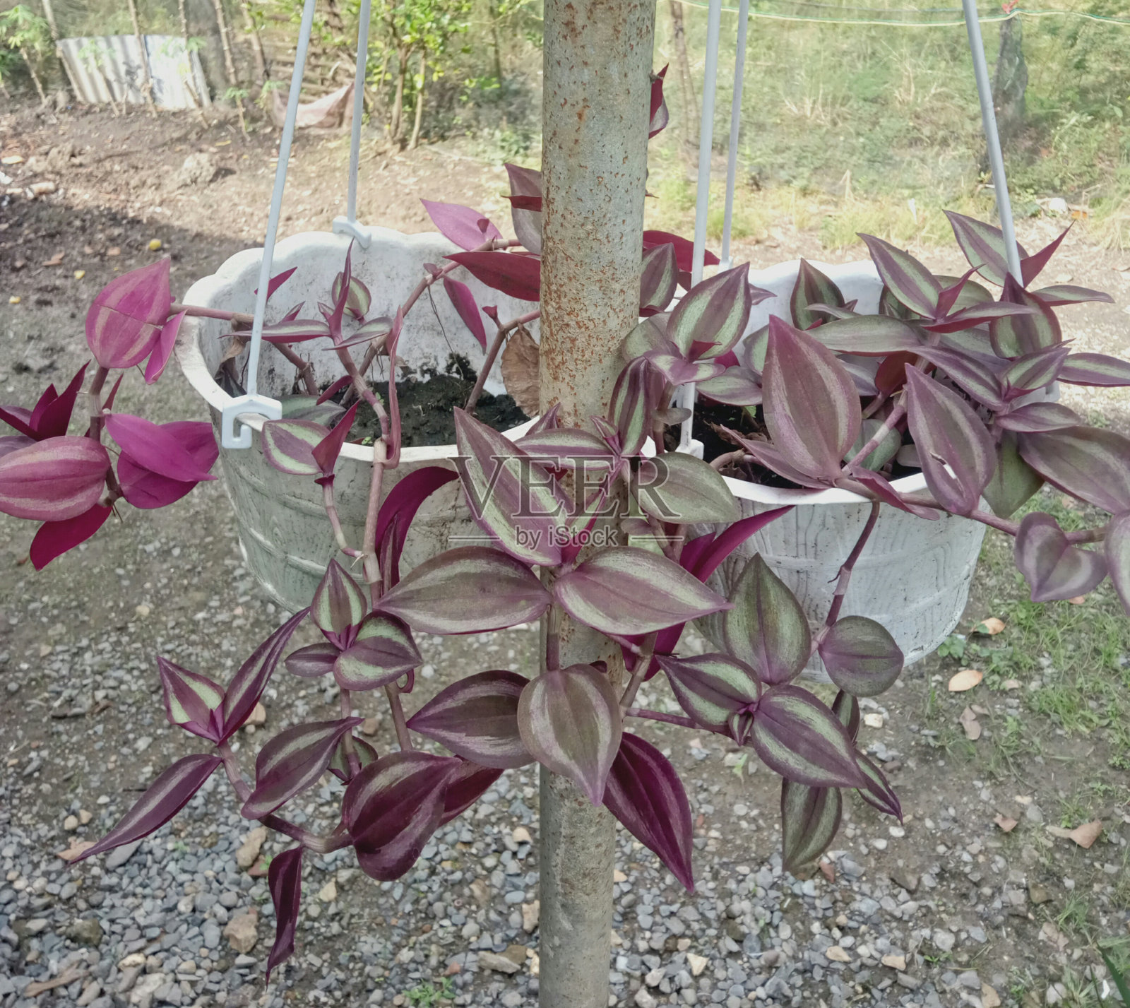 观赏植物斑马草照片摄影图片