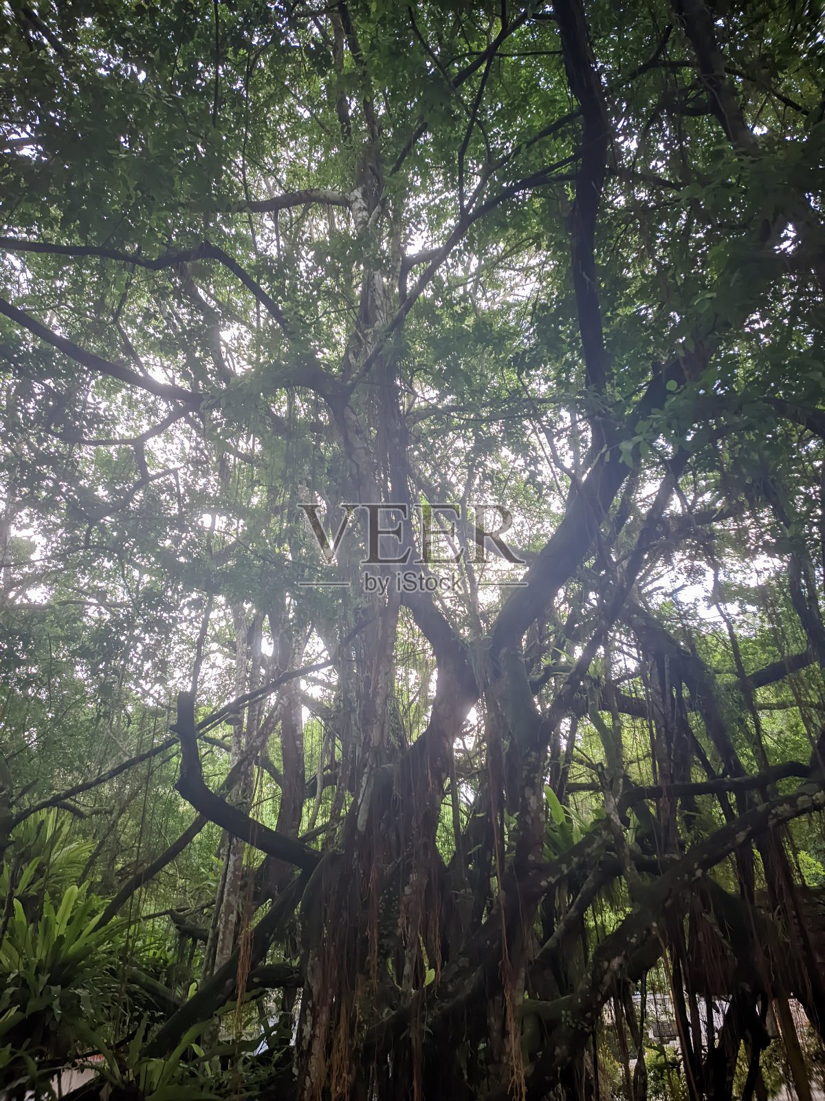热带林区一棵高大的巨型榕树的自然风光​​东南亚照片摄影图片