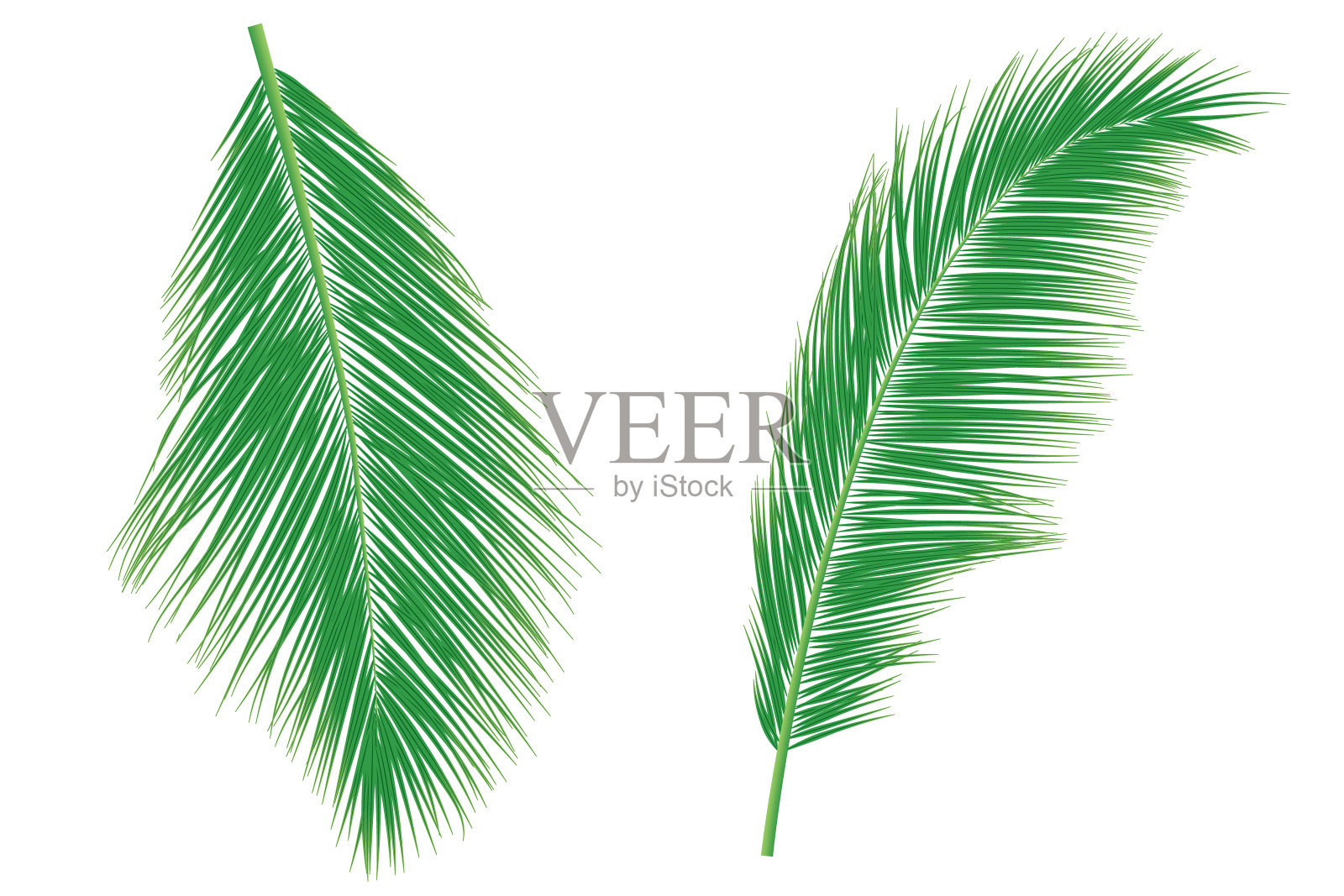 一套棕榈叶或椰子叶插画图片素材