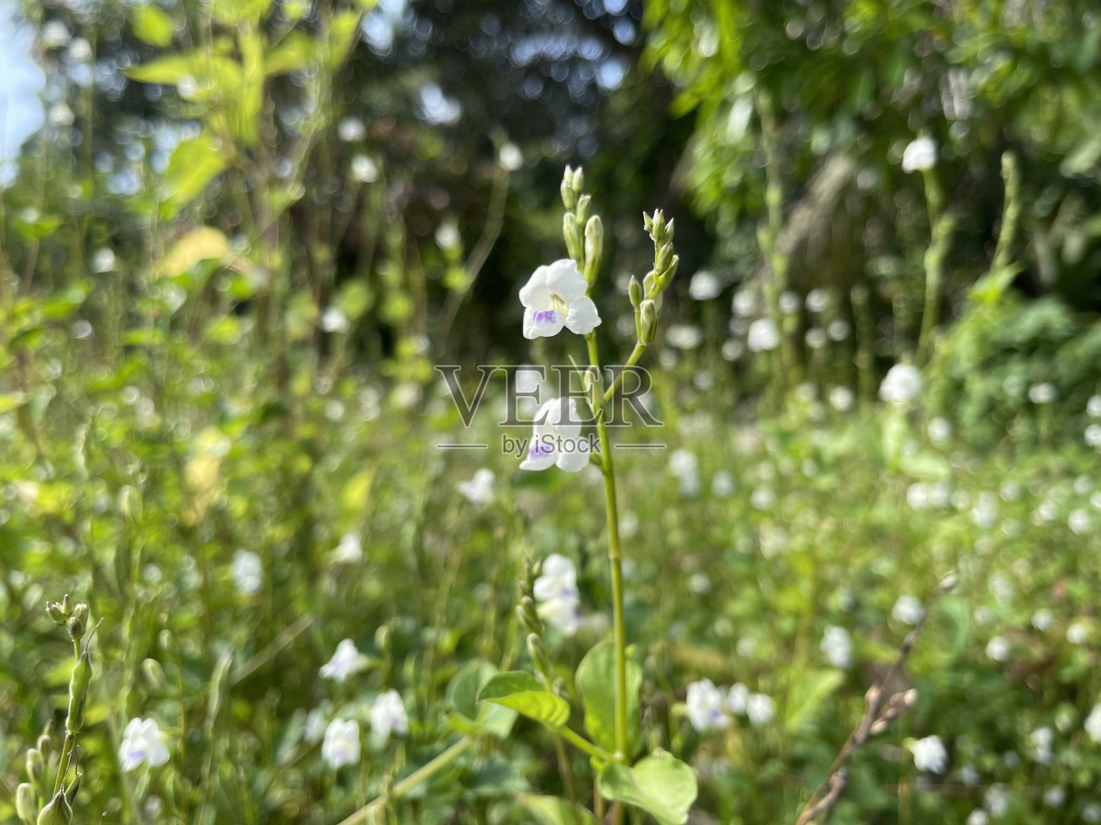 普通Asystasia照片摄影图片