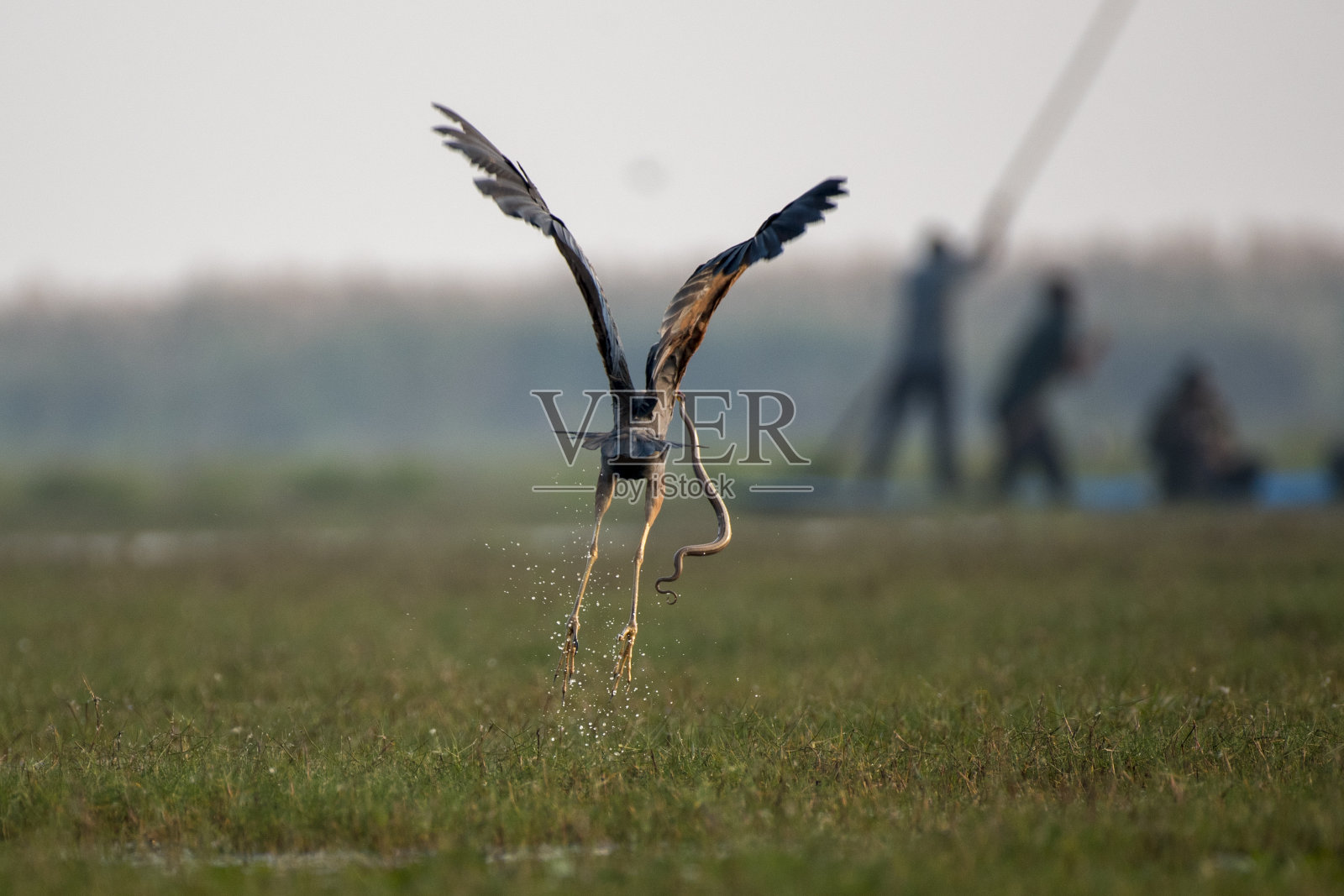 紫鹭带着猎物从湿地起飞。照片摄影图片