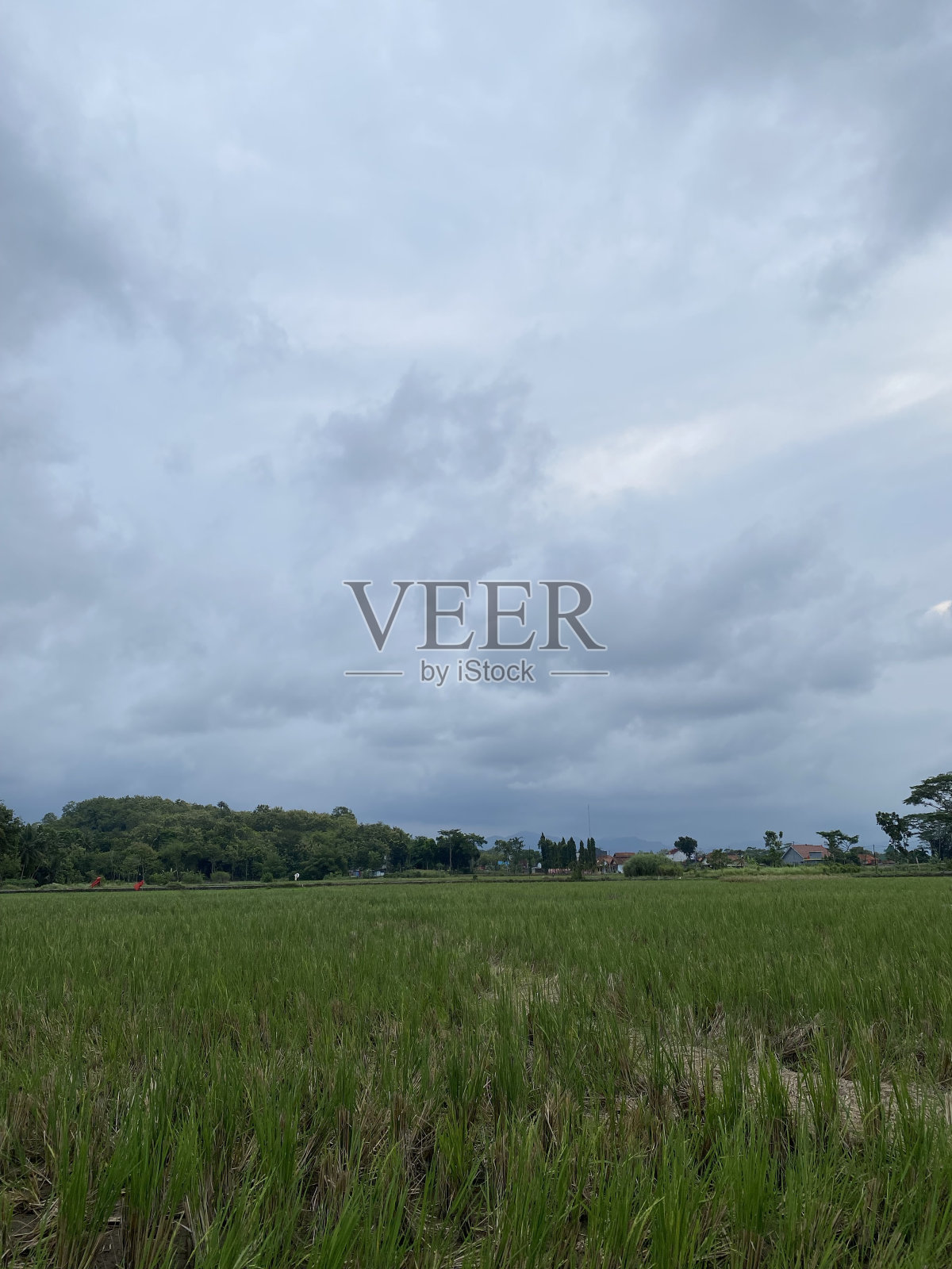 绿色稻田照片摄影图片