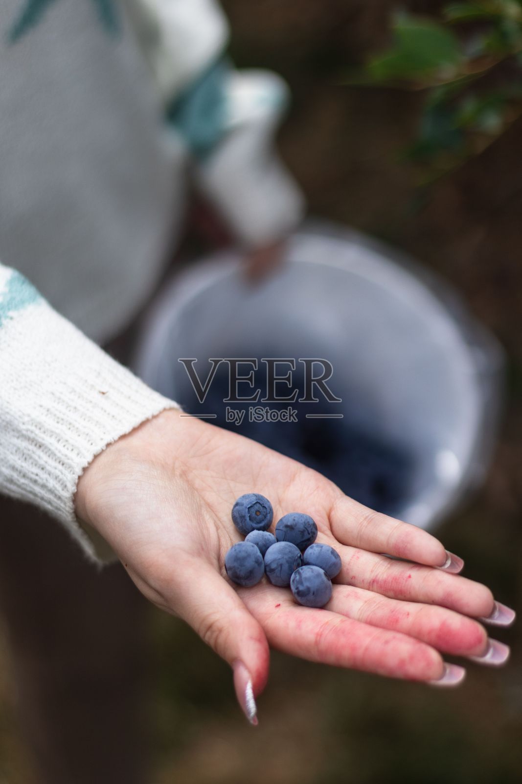 夏日乐趣:采摘蓝莓照片摄影图片