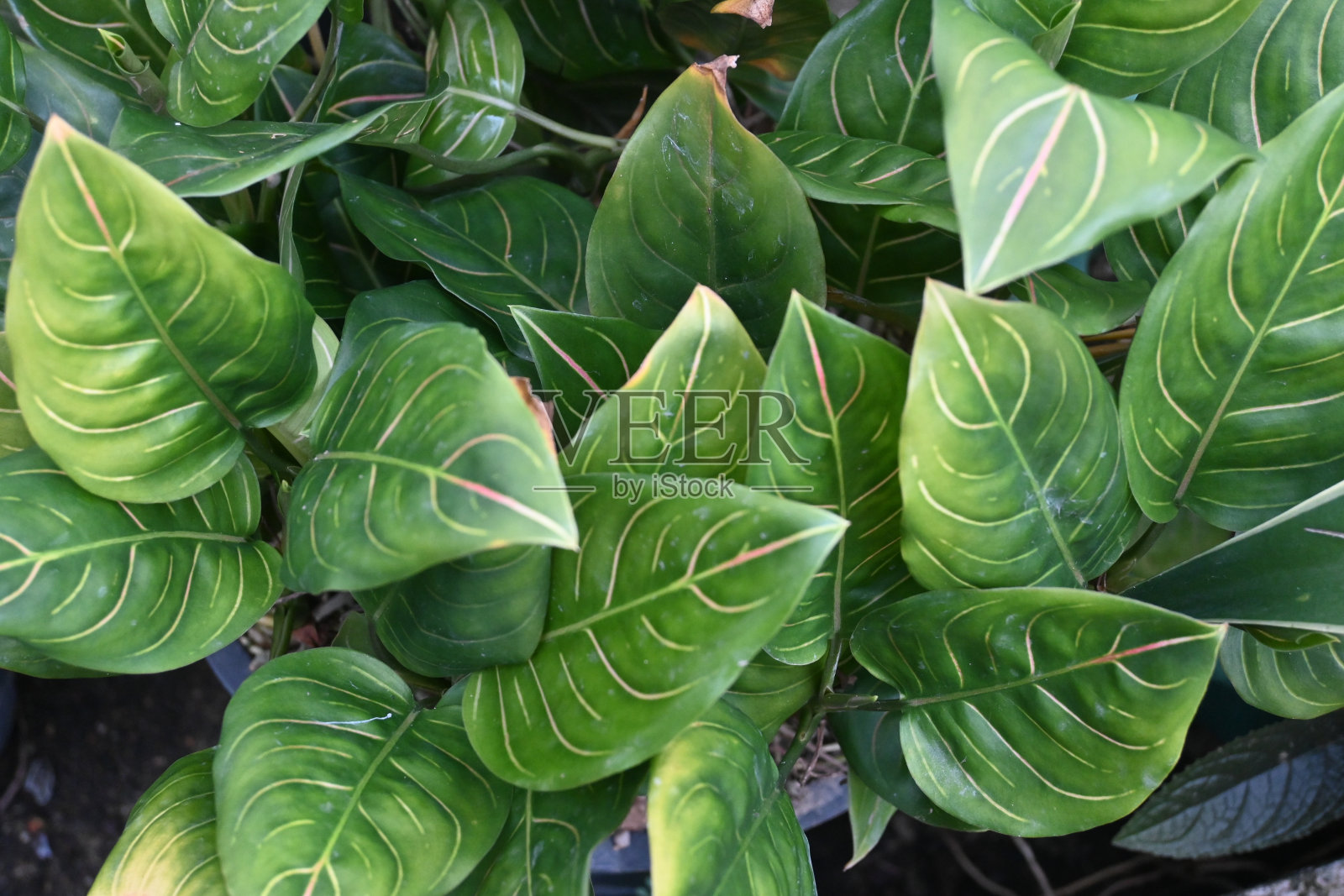 圆叶阿格洛尼玛照片摄影图片