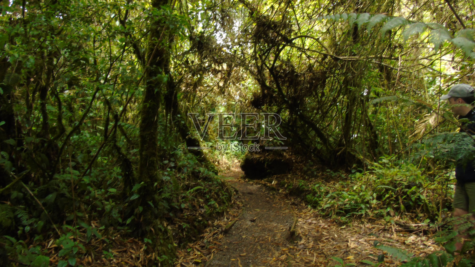 哥斯达黎加Monteverde云雾森林中的小路照片摄影图片