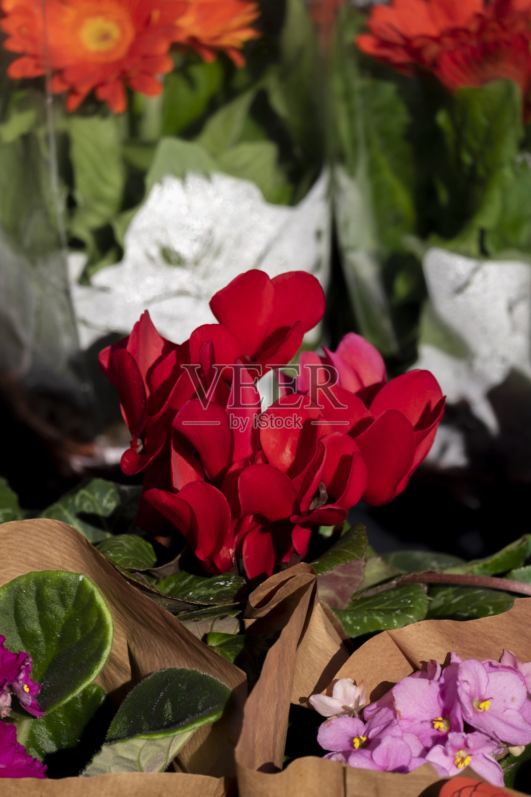 花。仙客来的特写，波斯紫罗兰，红色的花朵和花瓣盛开，在苗圃出售照片摄影图片