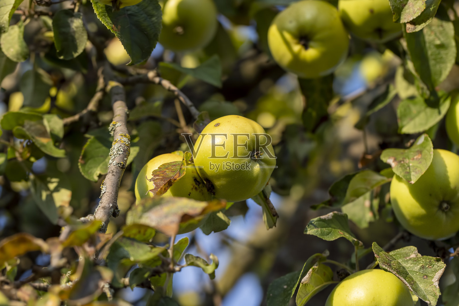 成熟的青苹果挂在果园的树上照片摄影图片