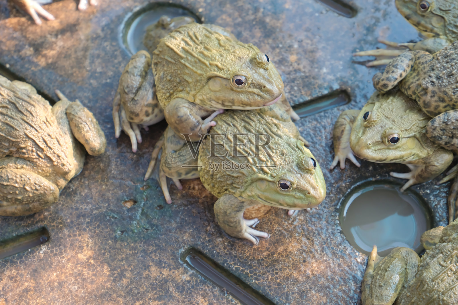 成群的青蛙开始繁殖。照片摄影图片