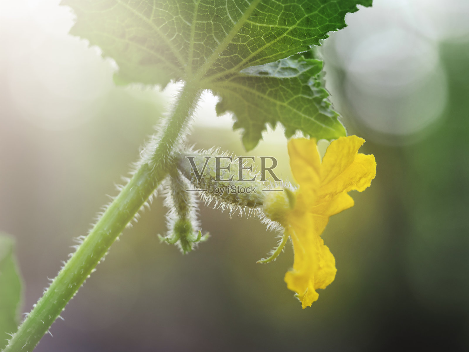 小黄瓜的生长。自然农业，有机蔬菜种植，肥料。照片摄影图片