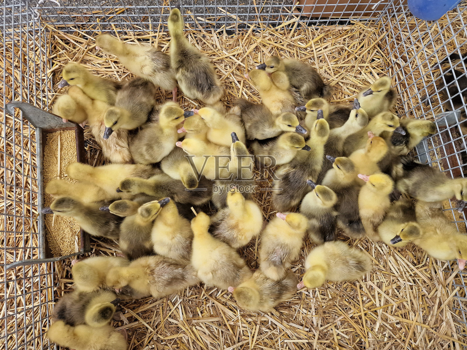 畜禽鸡鸭笼养市场照片摄影图片