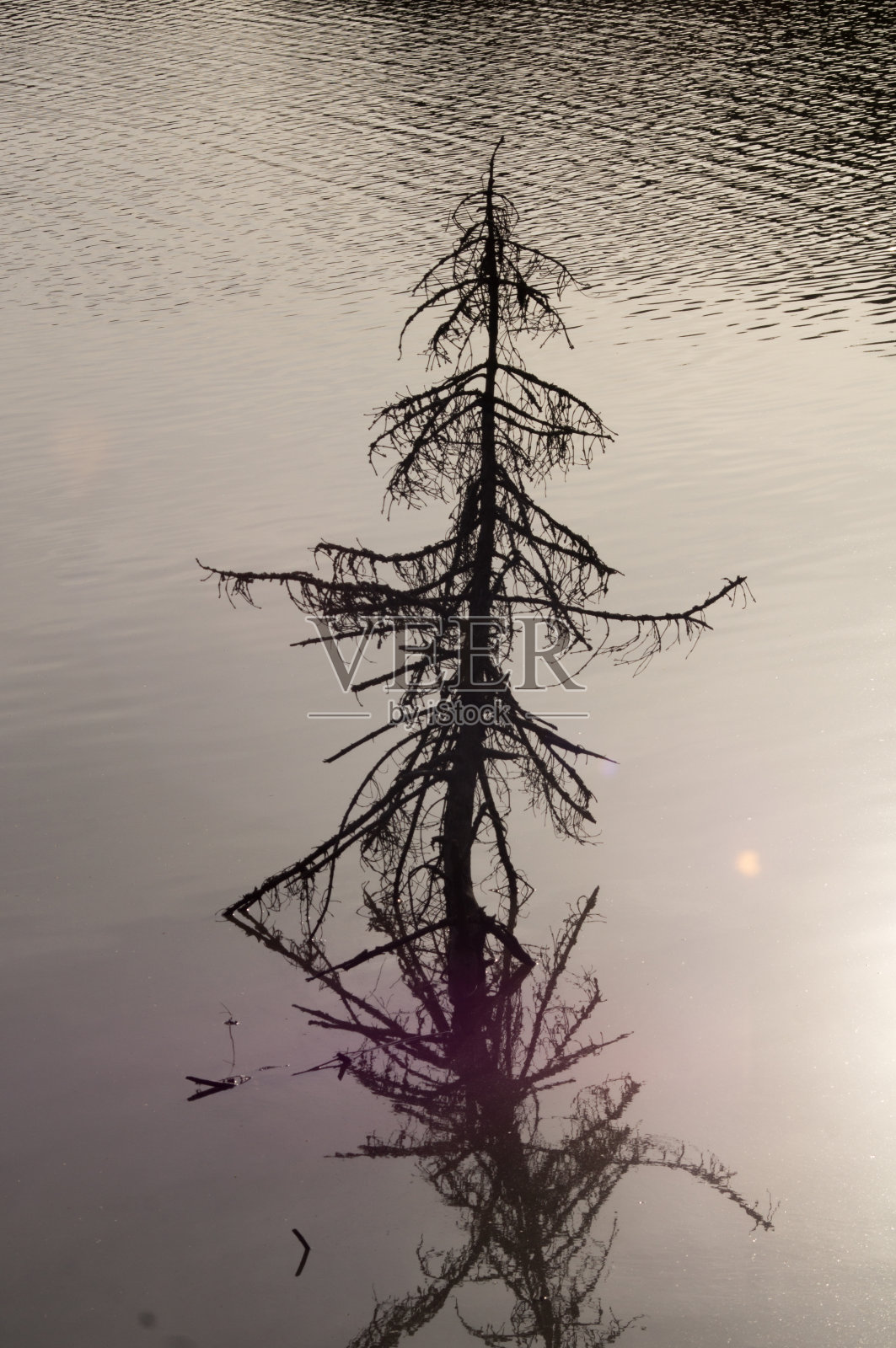 枯死的云杉从湖水中伸出来照片摄影图片