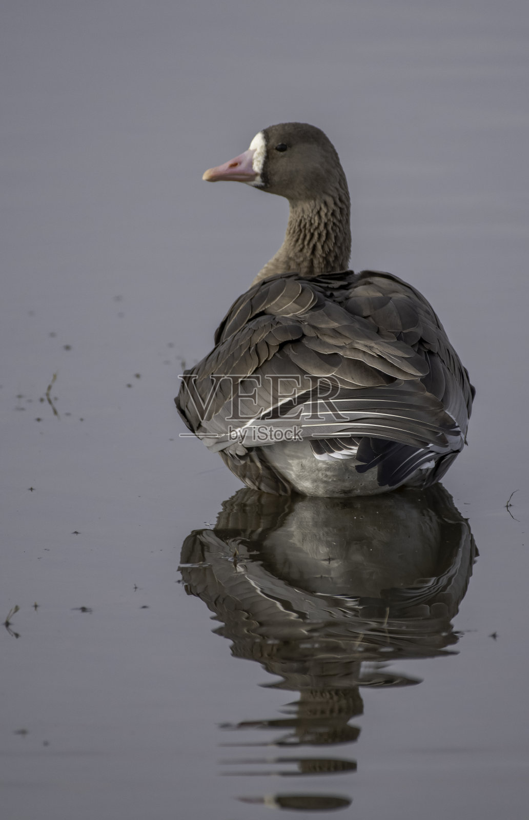 在涉水鹅后面照片摄影图片