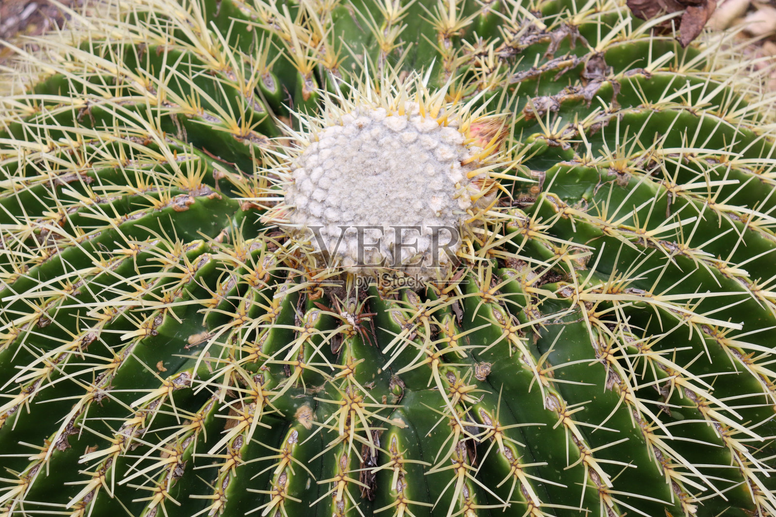 仙人掌的特写照片摄影图片