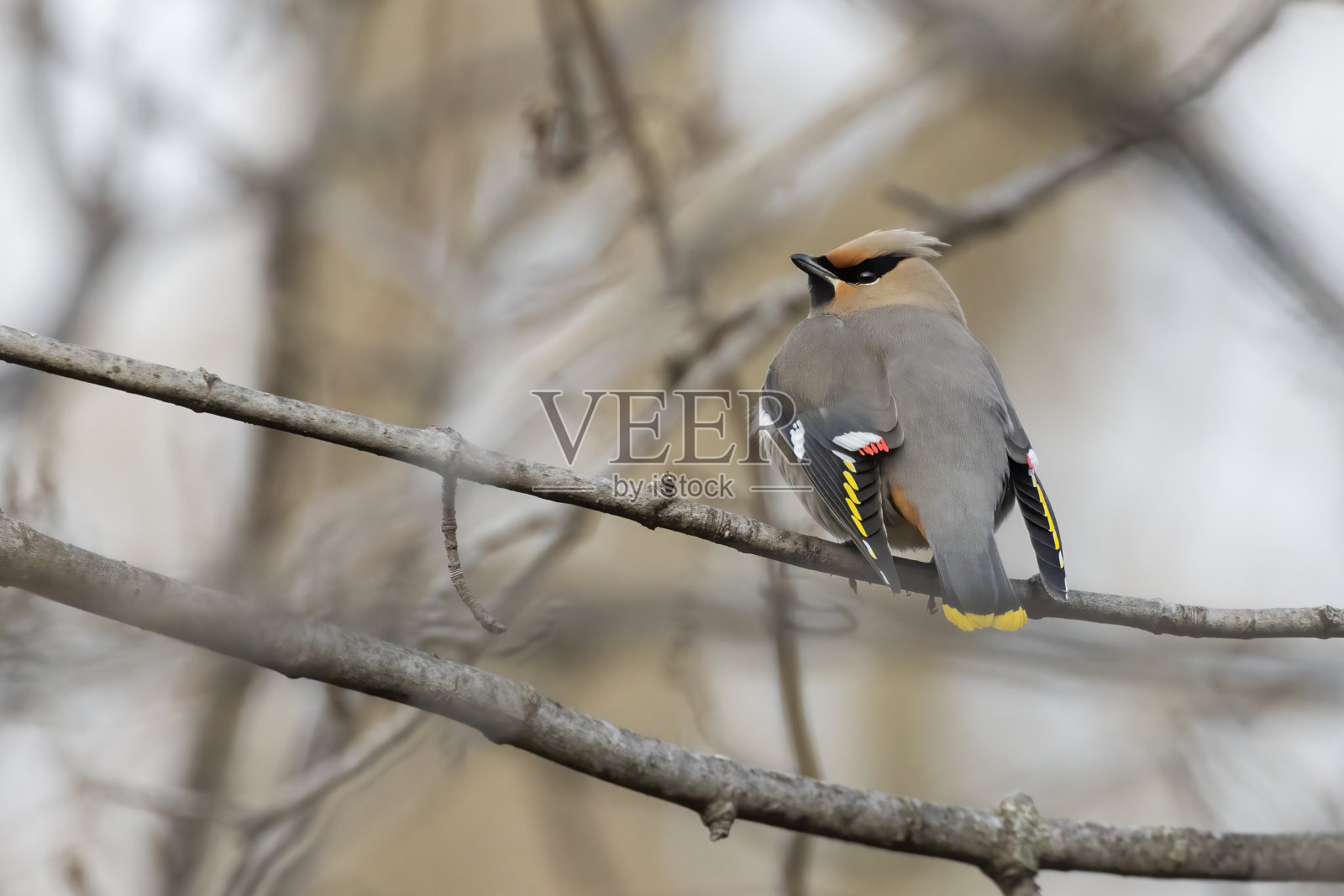 波西米亚蜡翅(家蚕属)照片摄影图片