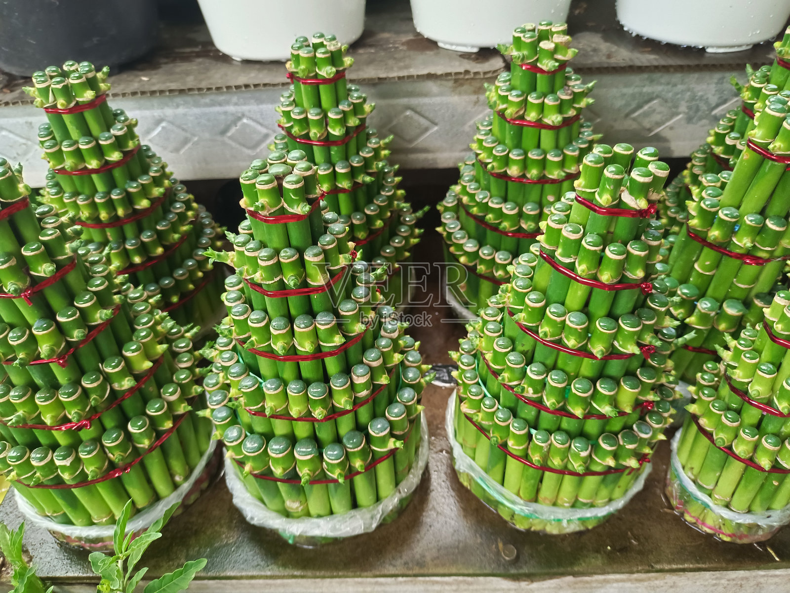 中国的观赏植物竹。竹Hoki，竹Sri Rejeki照片摄影图片