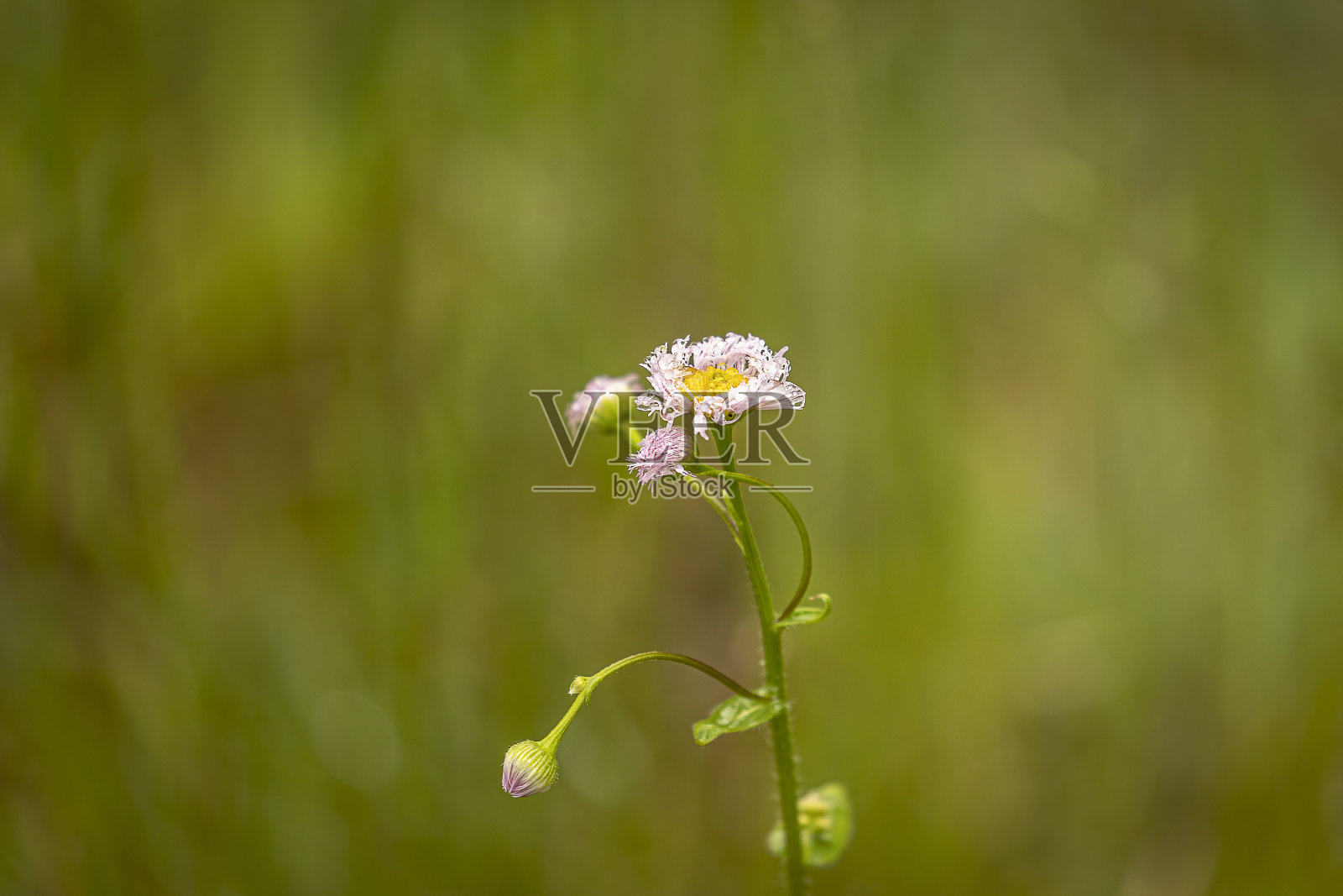 沿路的费城Fleabane野花照片摄影图片