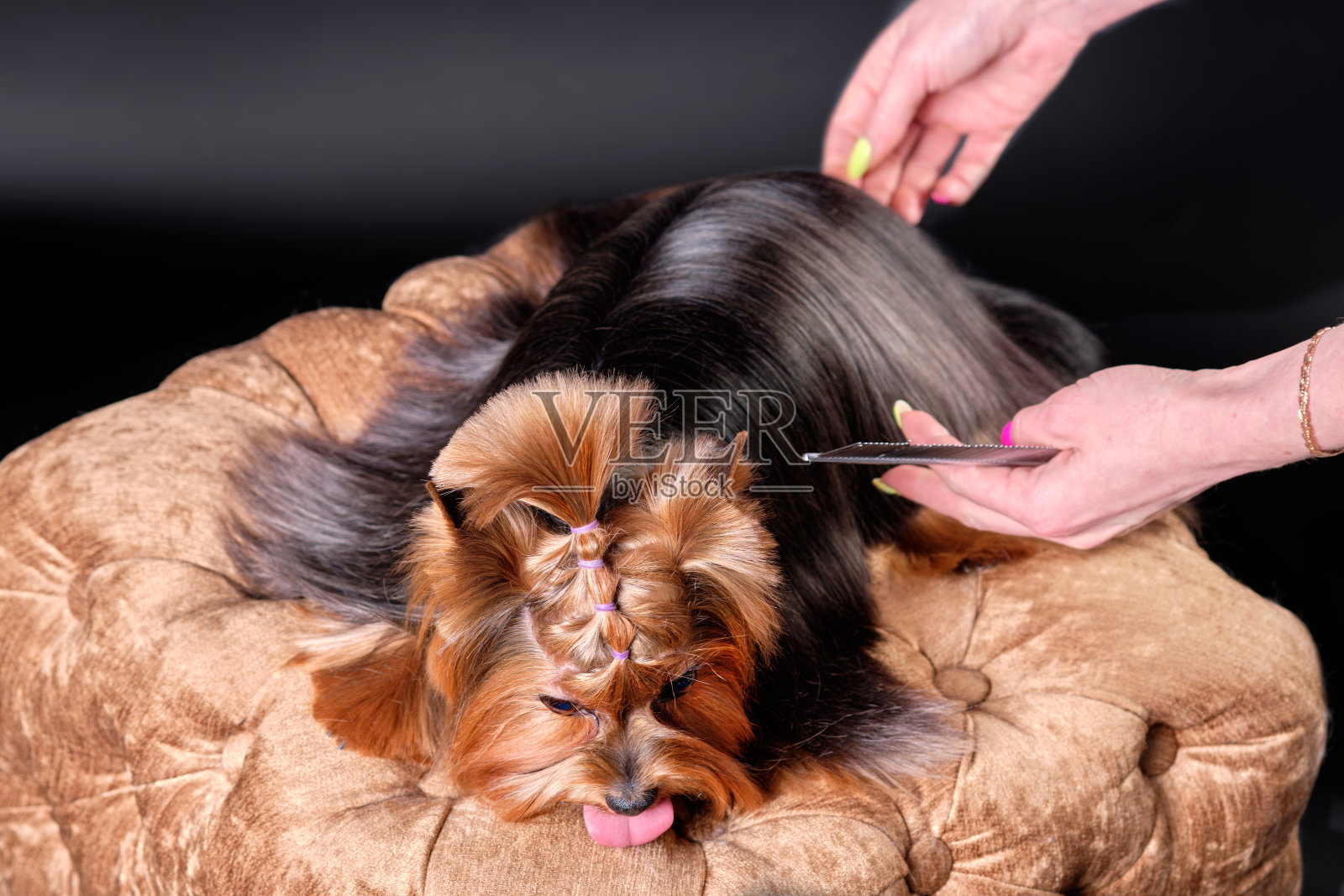 女人用梳子拨弄约克夏梗犬的毛照片摄影图片