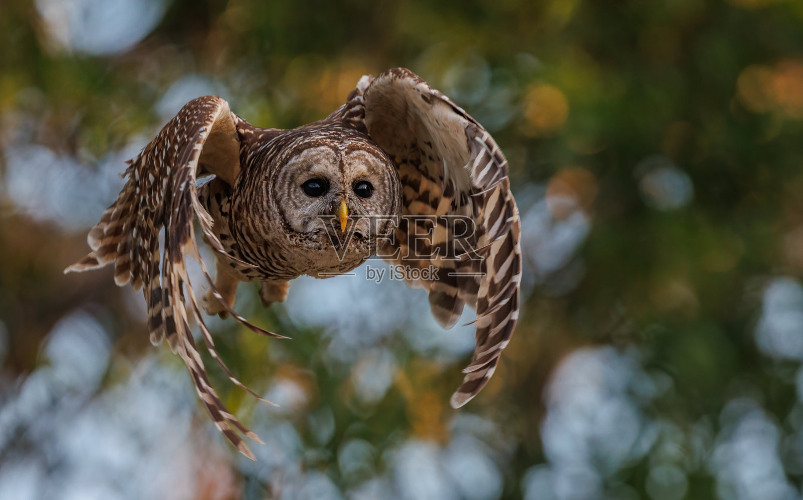 禁止猫头鹰照片摄影图片