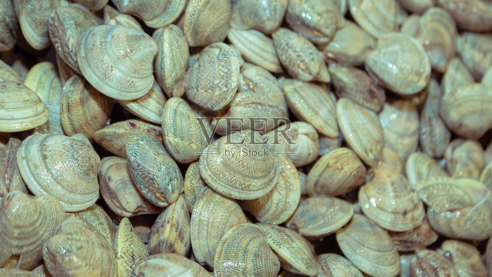 在市场上挑选新鲜的贝类照片摄影图片