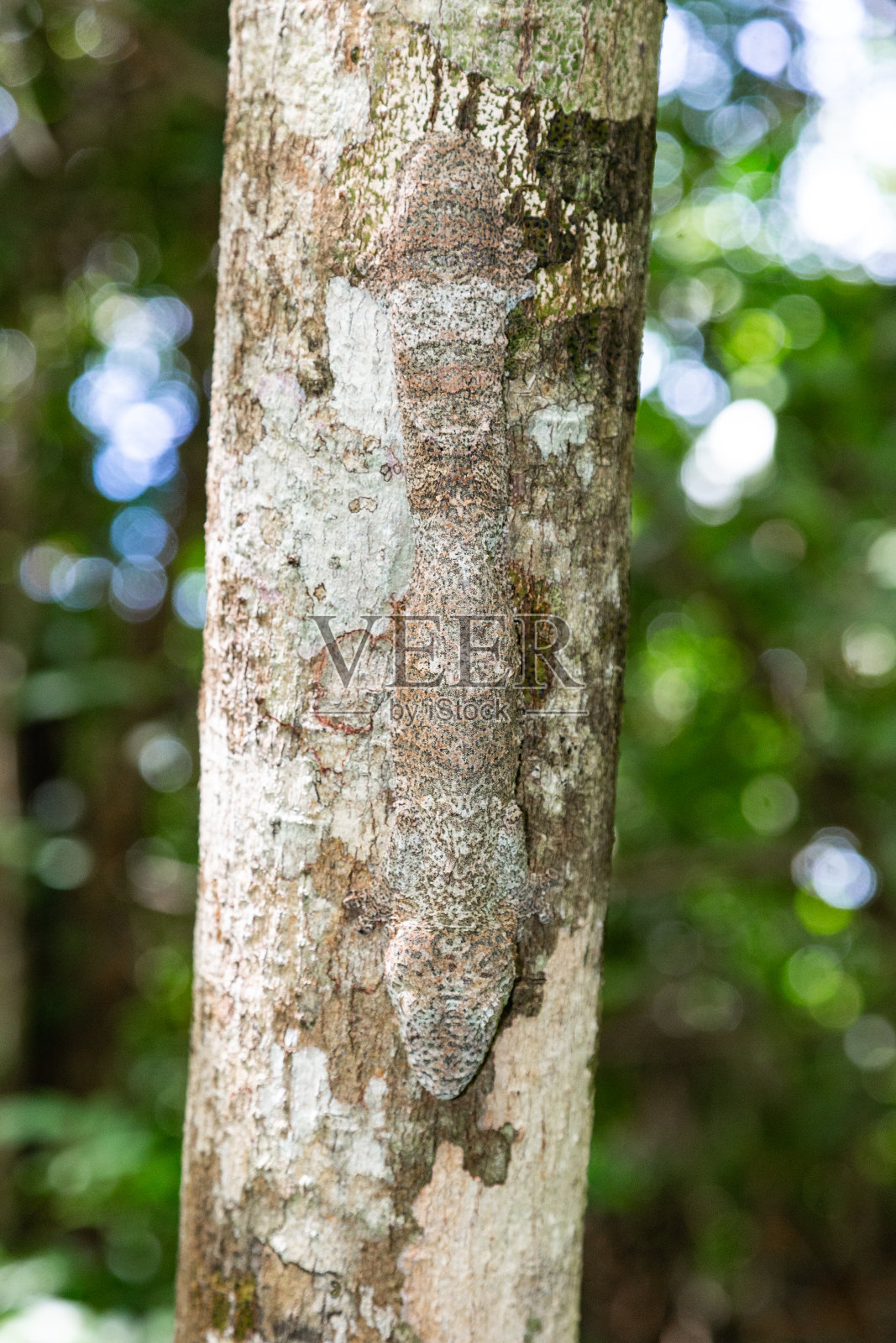 洛科贝照片摄影图片