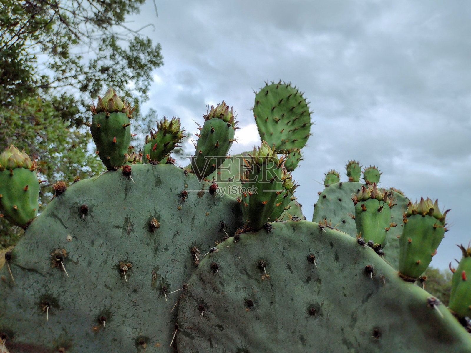 滋润的雨水使大本德地区仙人掌上的花蕾长出绿色照片摄影图片