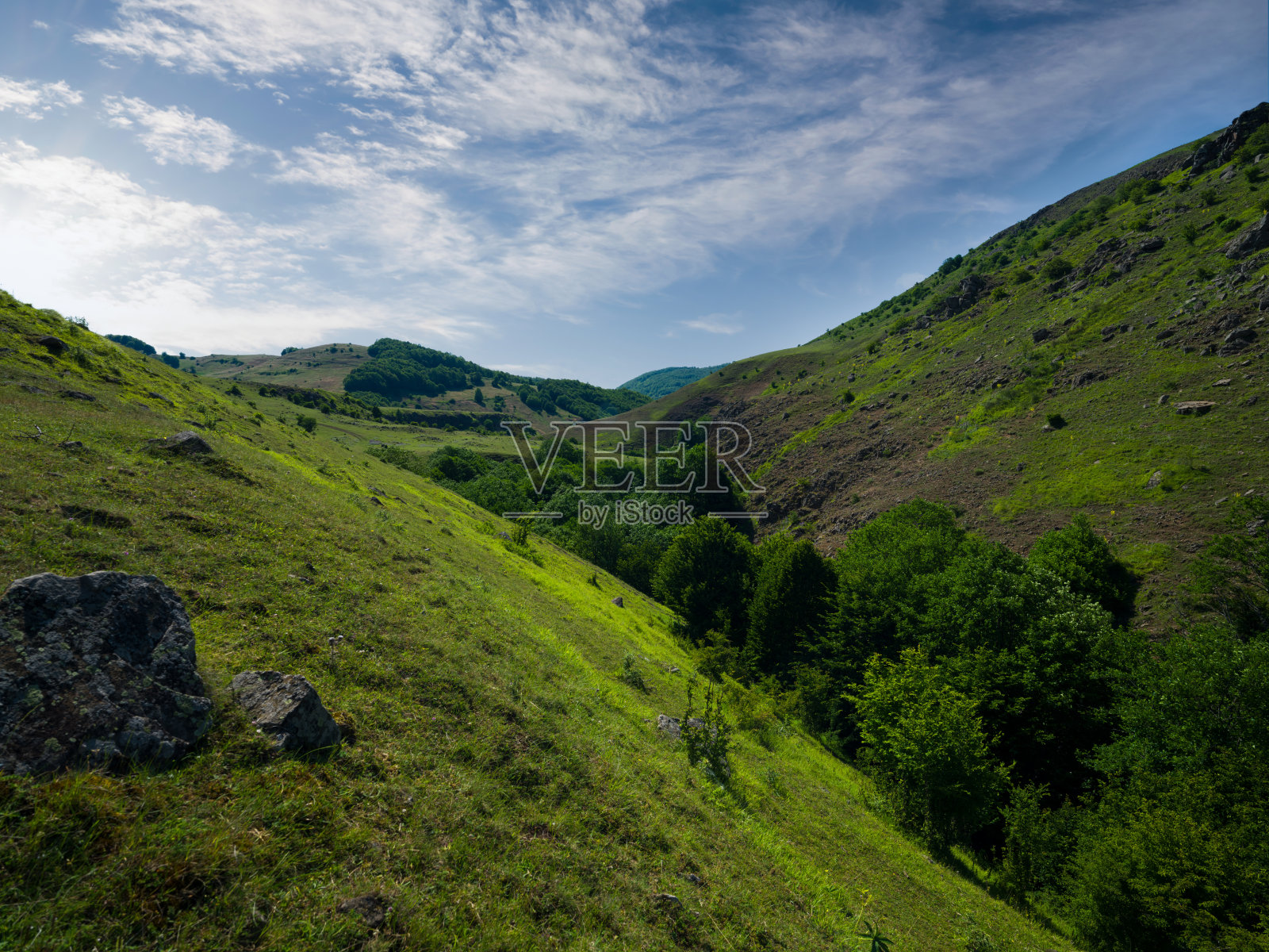 山谷里的树照片摄影图片