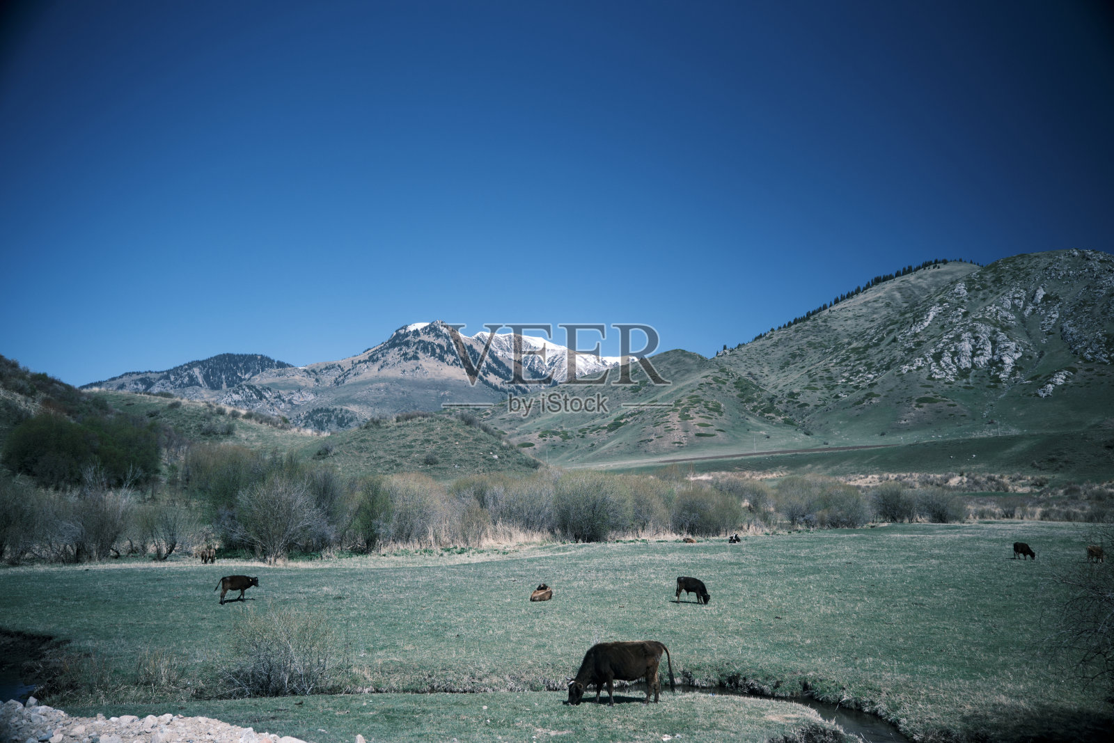 在山上吃草的牛照片摄影图片