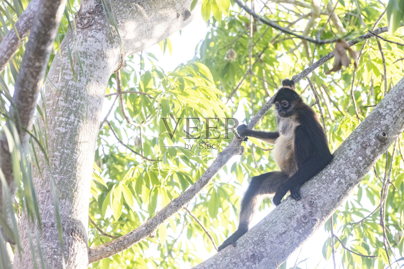 墨西哥阿库马尔的野生蜘蛛猴照片摄影图片