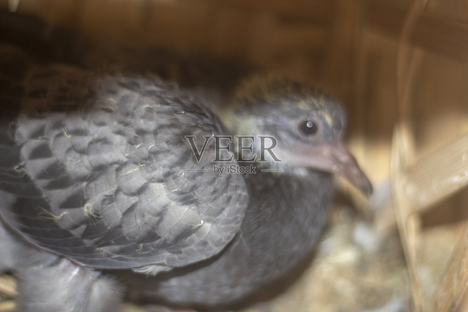 有一只小鸽子，背景是模糊的照片摄影图片