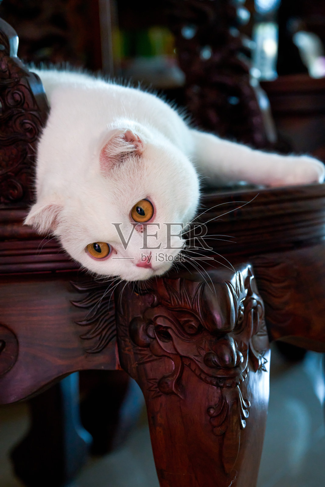 一只可爱的纯白色英国短毛猫的特写照片摄影图片