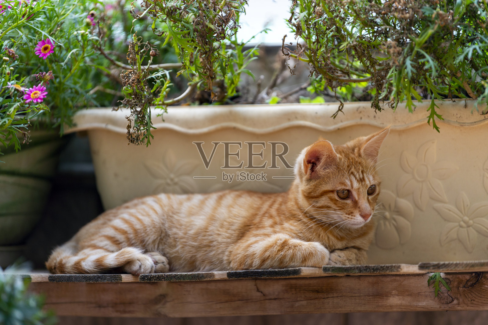 一只橙色条纹的家猫躺在木花架上休息照片摄影图片