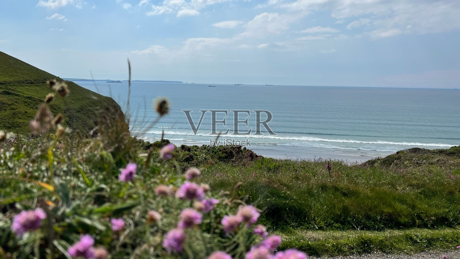 紫色的花生长在海边的沙滩上照片摄影图片