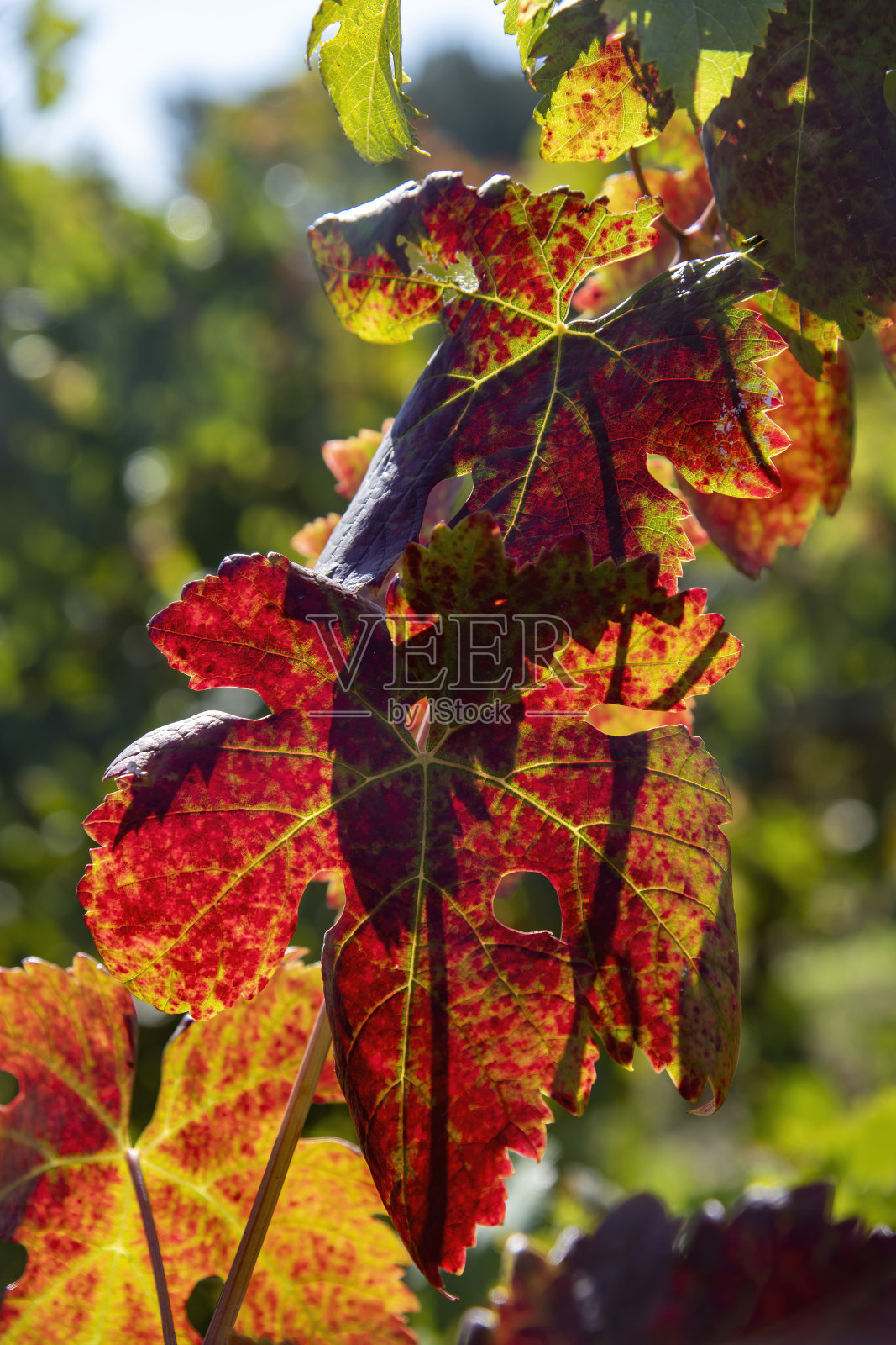 近距离观察红色和黄色的叶子照片摄影图片