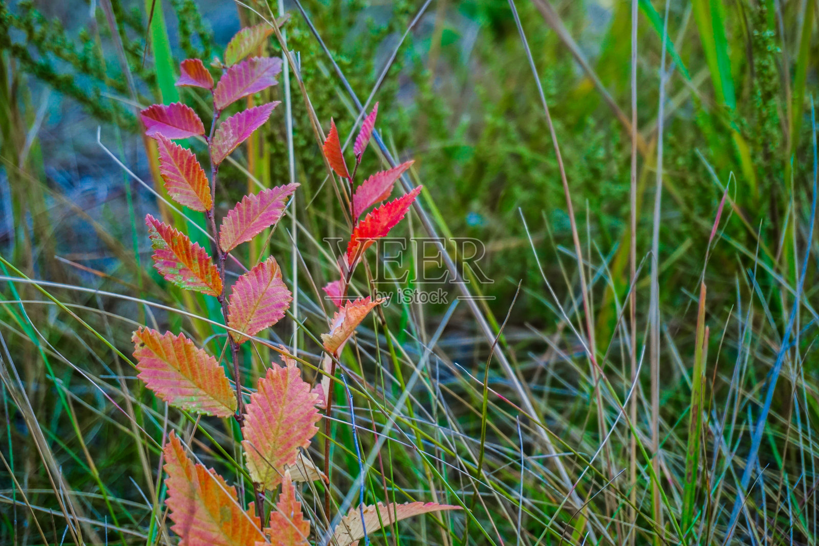 森林里的秋叶照片摄影图片