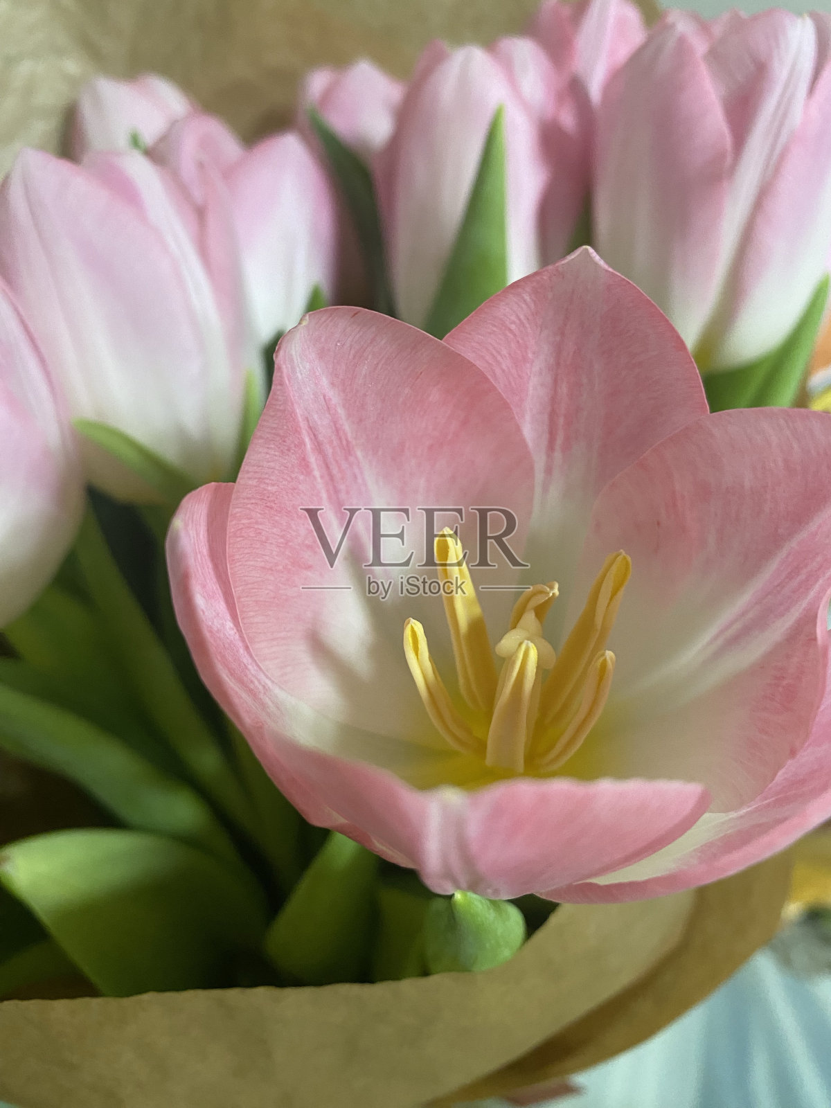 花照片摄影图片