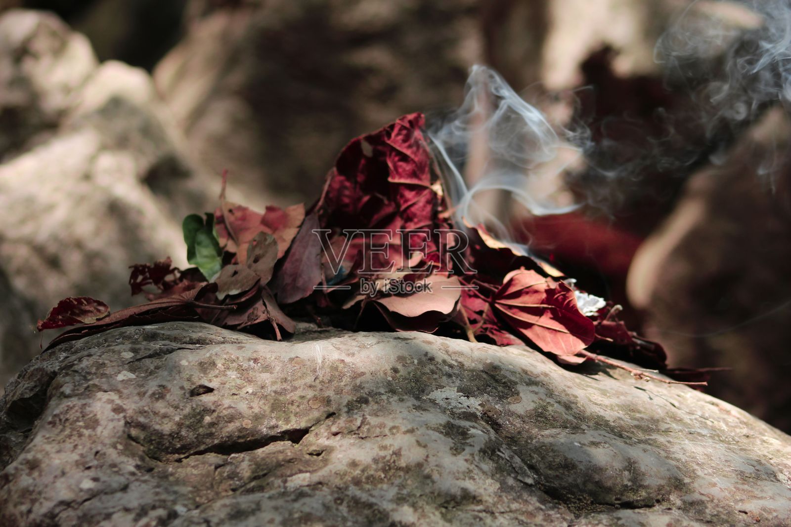 森林里的烟叶照片摄影图片