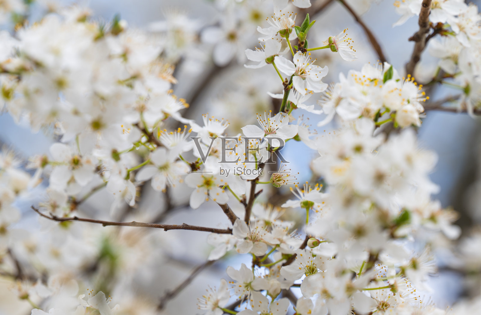 背景是白色的樱桃梅花照片摄影图片