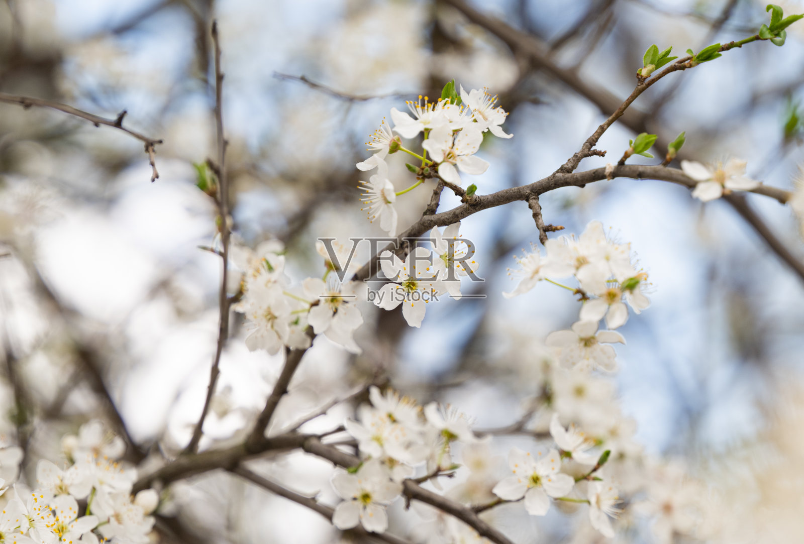 背景是白色的樱桃梅花照片摄影图片