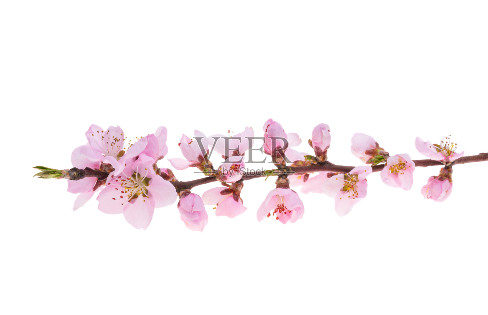 樱花分离照片摄影图片