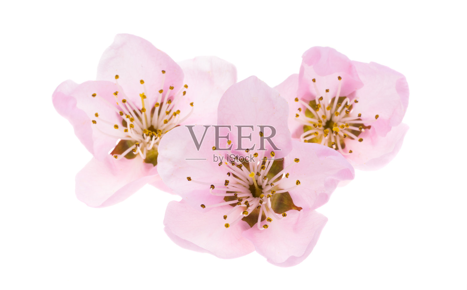 樱花分离照片摄影图片