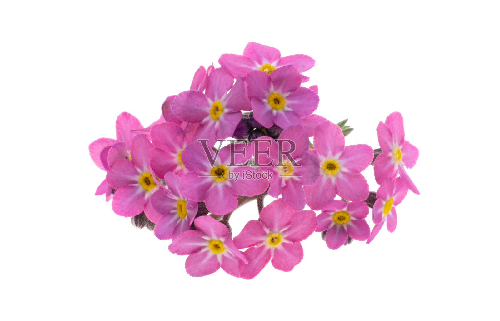 粉色勿忘我不孤立照片摄影图片